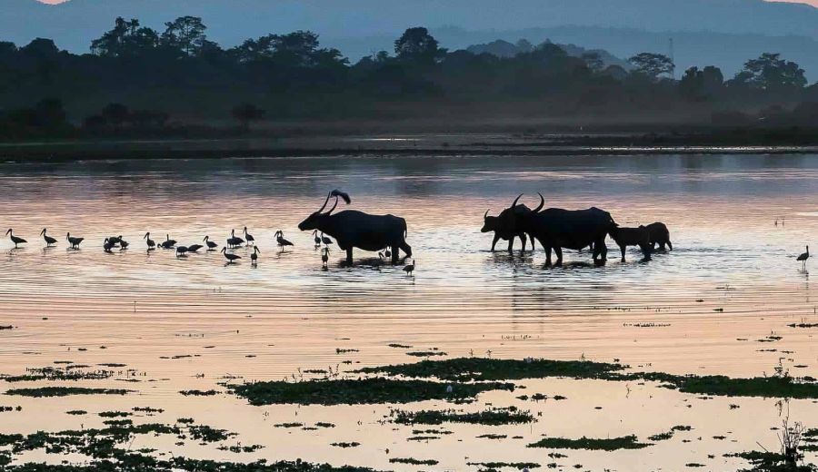 Bild Blog 1 Blog Titelbild zu "Assam & Meghalaya – Discover the untamed beauty of North East India – 2 week tour"