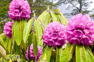 sikkim.ch | Nordostinidien und Sikkim Reisen - Bild zu Sikkim, the north