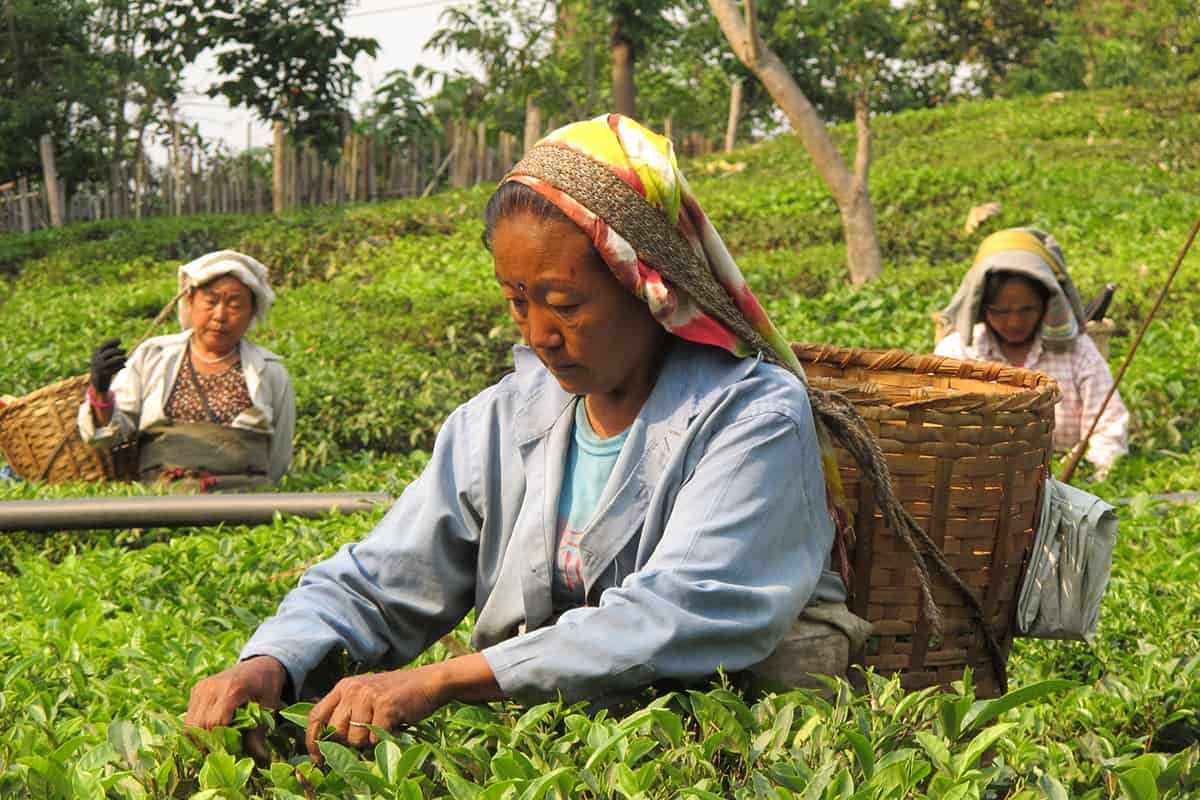 sikkim.ch | Nordostinidien und Sikkim Reisen - Bild zu Darjeeling in style - cultural tour