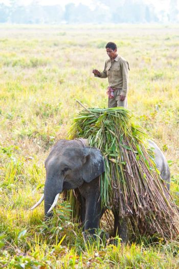 sikkim.ch | Nordostinidien und Sikkim Reisen - Bild zu Assam