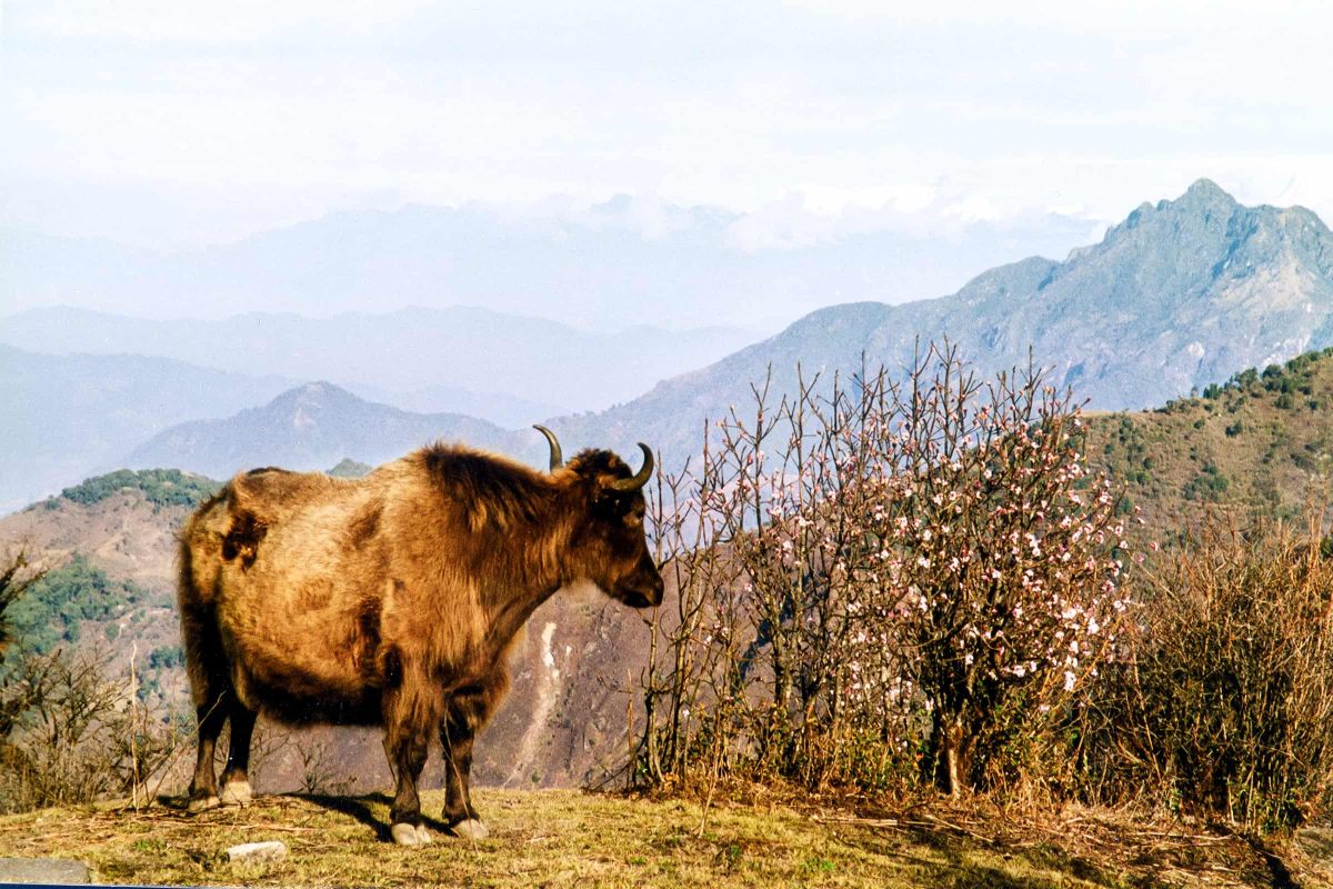 sikkim.ch | Nordostinidien und Sikkim Reisen - Bild zu Darjeeling Sherpa Phalut Trekking - Wandern zwischen Bhutan and Nepal