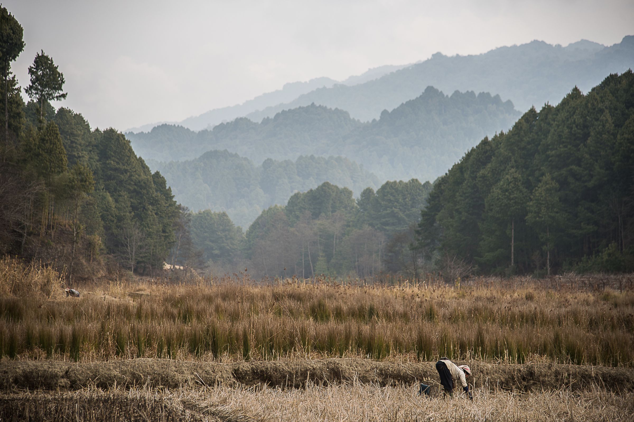 sikkim.ch | Nordostinidien und Sikkim Reisen - Bild zu Ihr Tor zu Nordorstindien, Bhutan und Sikkim