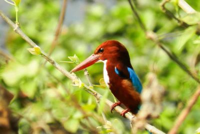 sikkim.ch | Nordostinidien und Sikkim Reisen - Bild zu Assam
