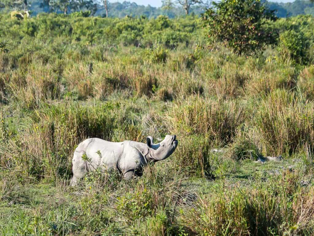 Armoured rhino in Kaziranga National Park