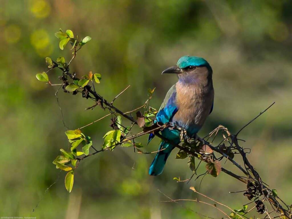 Indian Roller (Coracias benghalensis) - Kaziranga is an ornithological hotspot