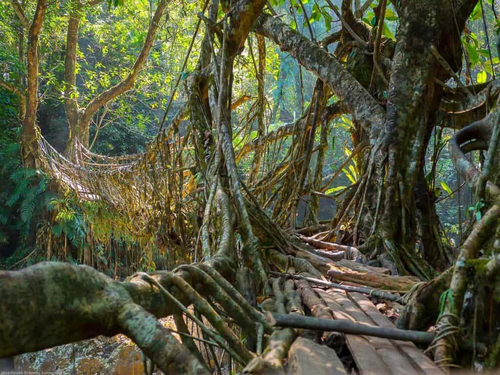 A beautiful example of plant-architecture: Living Roots Bridge in Meghalaya