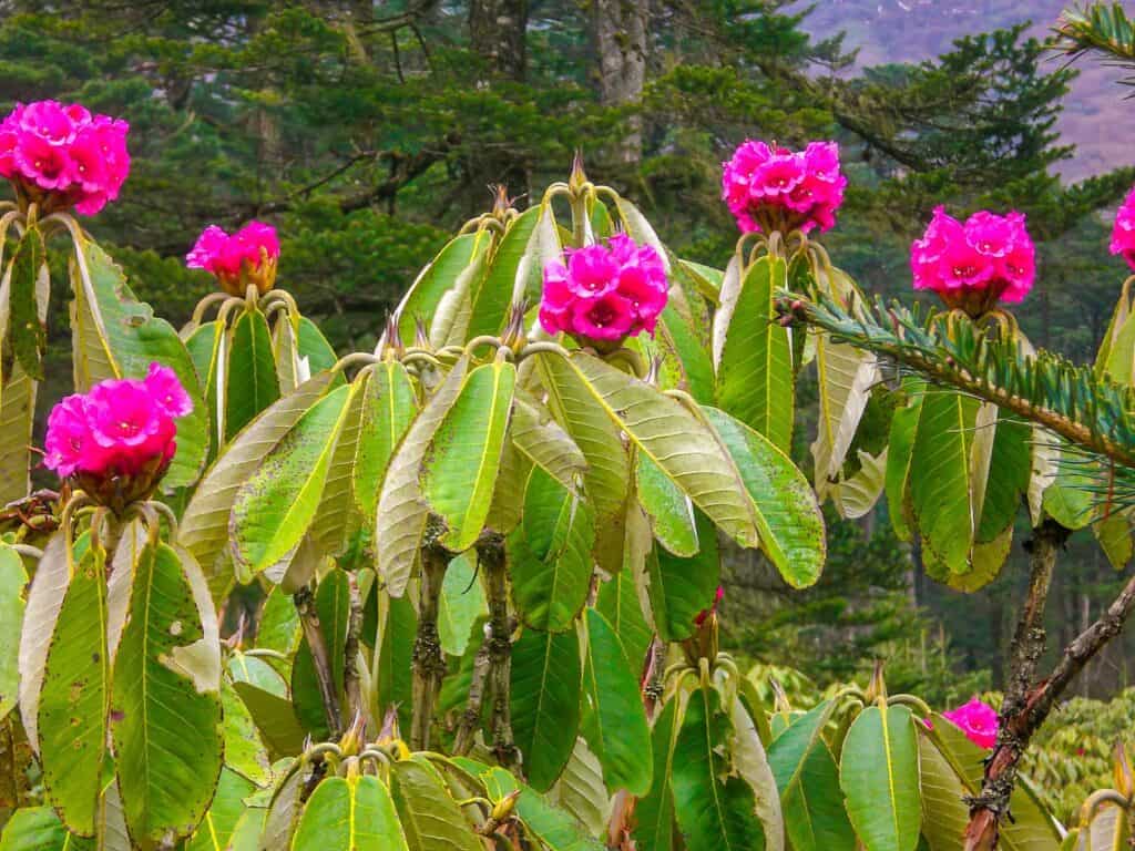 Rhododendron hodgsonii Hook