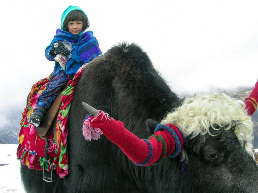 Helen's daughter on Yak (Dzo or Dzomo)