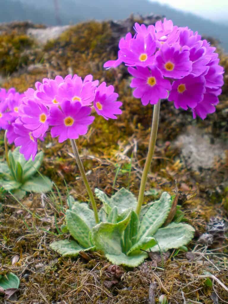 Sikkim primulas in the alpine zone